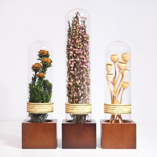 3Pcs Dried Flower Decor,Knick Knacks for Shelves,Cool Stuff for Bookshelf,Small Plants Decor