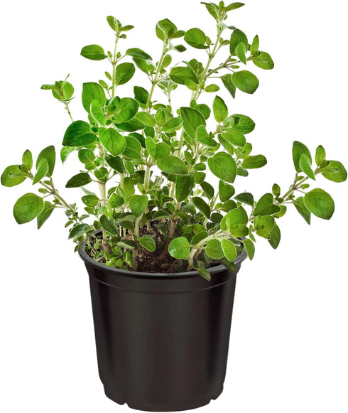 (4 Pack) 6" 3" 1 Live Aromatic and Edible Herbs - Assorted Varieties Per - Lemon Verbena, Eucalyptus, Mint, Lavender