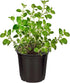 (4 Pack) 6" 3" 1 Live Aromatic and Edible Herbs - Assorted Varieties Per - Lemon Verbena, Eucalyptus, Mint, Lavender