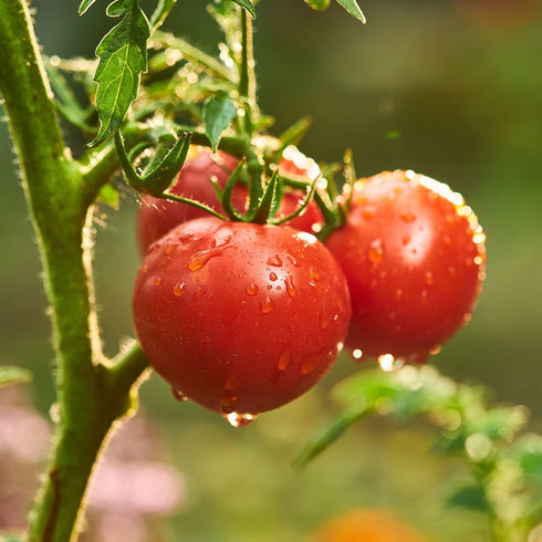 19.3 oz., 4-Pack Bonnie Plants Patio Tomato, Live Plant