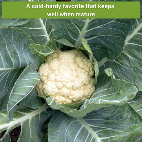 Sow Right Seeds - Cauliflower Collection Seeds for Planting - Includes Non-GMO Heirloom Colorful Cauliflower