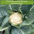 Sow Right Seeds - Cauliflower Collection Seeds for Planting - Includes Non-GMO Heirloom Colorful Cauliflower