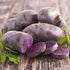 3 2026-5 TomorrowSeeds - Colors Mix Seed Potatoes - USDA Certified for Growers Blue Red Gold Potato Adirondack Pontiac