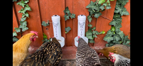 Revolutionary Chicken Chicken Oyster Shell Feeder and Grit Feeder Combo