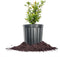 Russian Pomegranate in a 1 Gal. Grower's Pot | Cold Hardy Drought