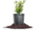 Russian Pomegranate in a 1 Gal. Grower's Pot | Cold Hardy Drought
