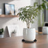 NBYONE Indoor,8inch 360 -8" (8inch Plant Stand with Wheels Plant Stand with Wheels Swivel Casters Tempered Glass Plant