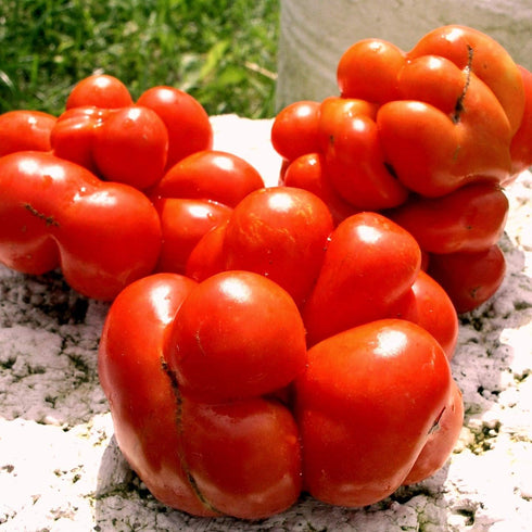 Reisetomate 20 Tomato Travel Voyage Seeds for Planting About Seeds
