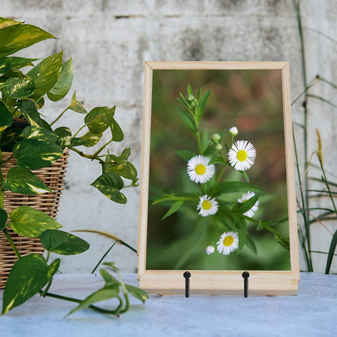 Plate Stands for Display, 4 Pcs 4-1/4 Inch Holder, Metal Iron Picture Frame Holders for Book, Photo, Small Easels