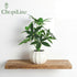 ChopiLine 9.1 Artificial Plants Stems with Vase, Fake Plants for Home Decor, Coffee Table Centerpieces, Office