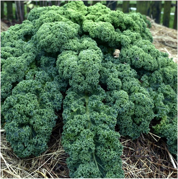 Kale Blue Scotch Curled 500 Seeds - Non GMO - Heirloom -
