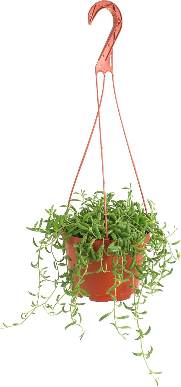 Shop Succulents String of Bananas Hanging Succulent, Fully Rooted Live 6" Succulent