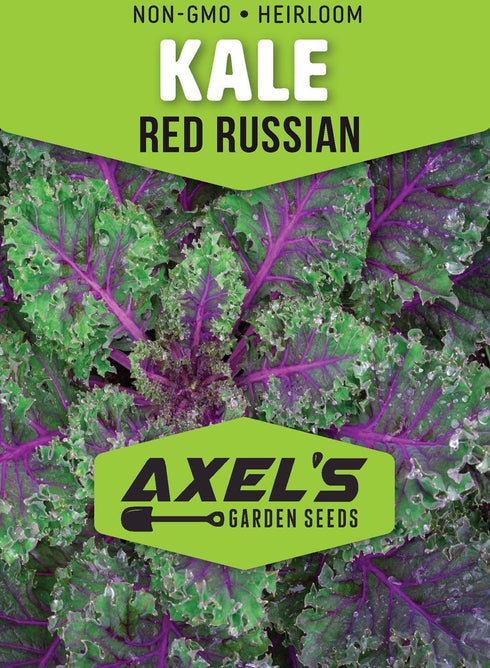 Axel's Garden Seeds 5 Packets Red Russian Kale Seeds for Planting Plant & Grow Heirloom Non GMO Red Russian Kale