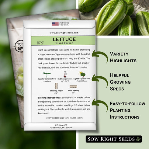 Packet (1) Sow Right Seeds - Giant Caesar Lettuce Seeds for Planting - Non-GMO Open Pollinated Heirloom