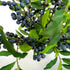 OrgMemory (6 17" Artificial Berry, pcs, Each) Fake Burgundy Berry, Artificial Berries Stems for Xmas Tree Wreath