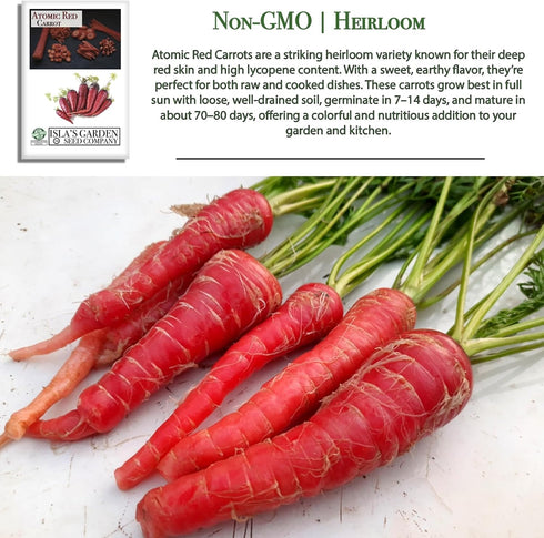 250+ Atomic Red Carrot Seeds (Daucus carota) Non-GMO Heirloom Seeds, Vibrant Red Roots Rich in Lycopene, by Islas
