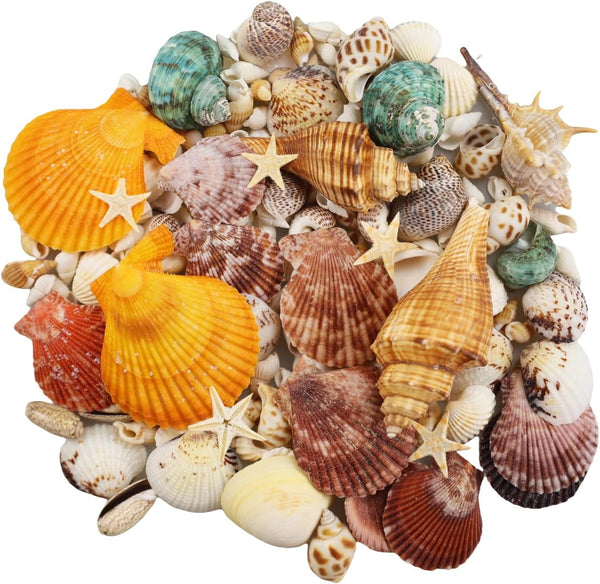 135 PCS Mixed Beach Seashells, Colorful Natural Seashells for Crafts, Candle Making, Beach Theme Party Decor, Fish Tank