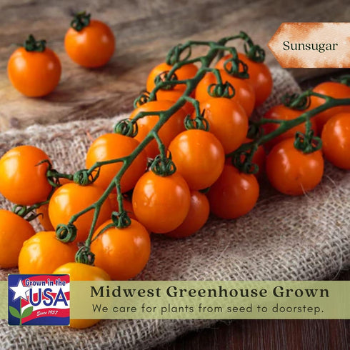 (2) 4" 8" 4" Inch Clovers Garden Sunsugar Tomato Plants Two Live Plants Non-GMO - Not Seeds - Each to Tall in Pots