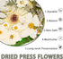 50Pcs Dried Pressed Flowers - Real Pressed Flowers, Natural Dry Leaves, Bulk Colorful Herbs Kit for Crafts