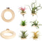 LNBNIEW 6 Pack Air Plant Holder Magnet Wooden Air Plant Display Stand Small