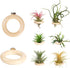 LNBNIEW 6 Pack Air Plant Holder Magnet Wooden Air Plant Display Stand Small
