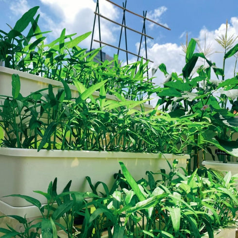 2000+ Kong Xin CAI Vegetable Seeds Water Spinach Kangkong Delicious Vegetable Seeds for Green Leaf Planting Garden