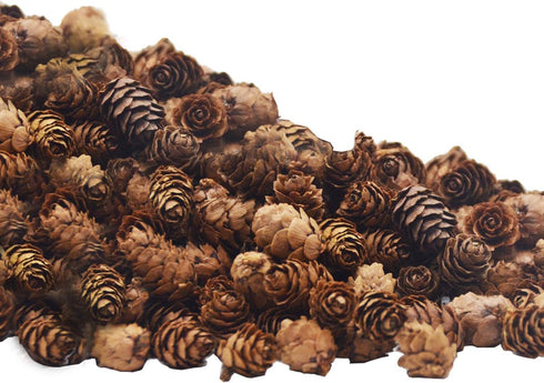 Deloky 150 Pcs Christmas Natural Mini Pine Cones - 2CM Small Pinecones for DIY Crafts, Home Decorations, Thanksgiving,