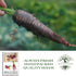 500+ Packet, Cosmic Purple Carrot Seeds for Planting, Heirloom Seeds Per (Isla's Garden Seeds), Non GMO Seeds