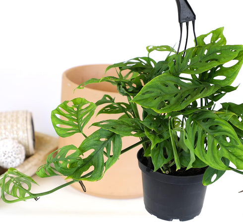 6" Swiss Cheese Plant Monstera Adansonii Live Plant Hanging Basket, Swiss Cheese Monstera Plant Live House Plants