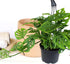6" Swiss Cheese Plant Monstera Adansonii Live Plant Hanging Basket, Swiss Cheese Monstera Plant Live House Plants