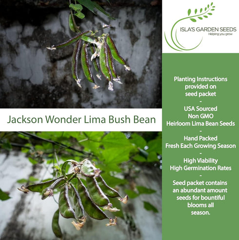 50+ Jackson Wonder Lima Bush Bean Seeds (Phaseolus lunatus) Heirloom Non-GMO Seeds by Islas Garden Seeds, Compact Bush