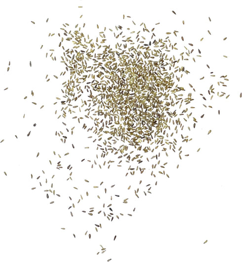 (1 Pack) Seed Needs Roman Chamomile Seeds for Planting - Non-GMO, Heirloom & Untreated - Grow a Home Grown Medicinal