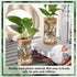 12 Packs Baderke Propagation Vases for Plants Plastic Plant Propagation with Hole Lid and Bamboo Stand Growing in Water