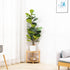 2-Tier Expandable Bamboo Corner Shelf Stand,Corner Bookshelf, Display Storage Shelves with Open Shelves