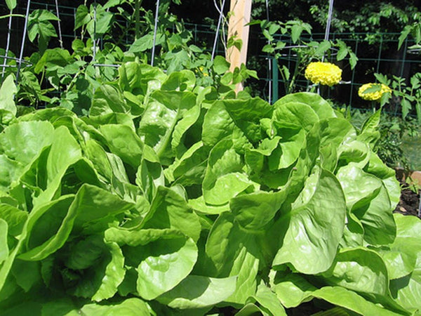 Lettuce Seed, Bibb Leaf Lettuce, Heirloom, Non GMO, 25+ Seeds, Garden