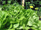 Lettuce Seed, Bibb Leaf Lettuce, Heirloom, Non GMO, 25+ Seeds, Garden