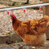 Outus 50 Pack Chicken Waterer PVC Tee Fittings, Fully Automatic Poultry Waterer PVC Fittings for Threaded Chicken Water