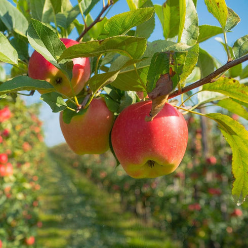 1 Perfect Plants Gala Apple Tree Gallon | Live Fruit Trees for Outdoor Planting | Fresh Apples for Eating, Canning