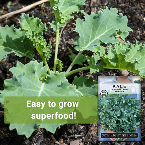 Packet (3) Sow Right Seeds - Dwarf Siberian Improved Kale Seed for Planting - Non-GMO Heirloom with Instructions