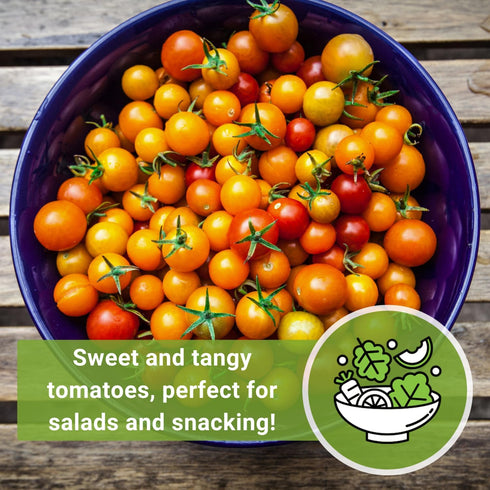 Packet (1) Sow Right Seeds - Orange Cherry Tomato Seeds for Planting - Non-GMO Heirloom with Instructions to Plant