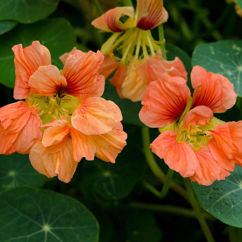 1 1, 10, 2, 3, 4, 5, 6, 7, 8, 9 Eden Brothers Nasturtium Seeds - Salmon Baby Non-GMO Seeds for Planting, Ounce |