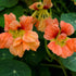 1 1, 10, 2, 3, 4, 5, 6, 7, 8, 9 Eden Brothers Nasturtium Seeds - Salmon Baby Non-GMO Seeds for Planting, Ounce |