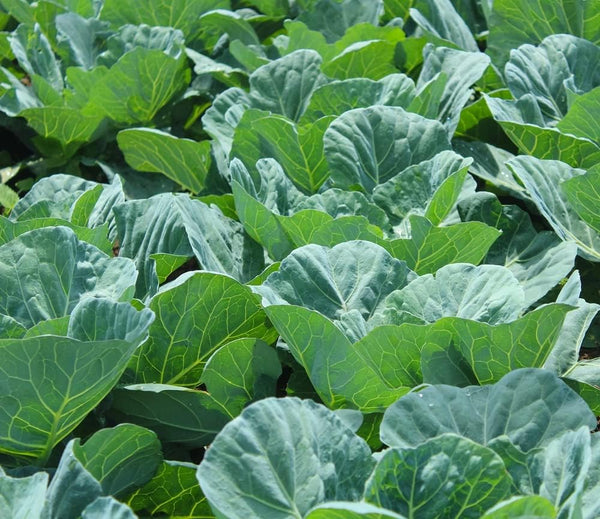 Axel's Garden Seeds Collard Green Seeds for Planting - Plant & Grow Georgia Southern Collards