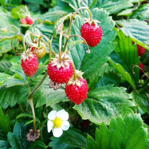 SeedsUA Seeds Alpine Strawberry Aleksandria Red Everbearing Indoor Berries Fruits for Planting Non GMO