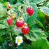 SeedsUA Seeds Alpine Strawberry Aleksandria Red Everbearing Indoor Berries Fruits for Planting Non GMO