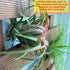 90cm (35.4") ShopLaLa Wall Planter - Wooden Hanging Planter for Indoor Plants, Plant Stand, Air Plant Succulent Holder
