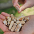 (100 North Spore Organic Reishi ct) Mushroom Plugs for Logs | Premium Quality Mushroom Plug Spawn | Handmade in Maine