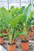 SeedsUA Seeds Indoor Ornamental Banana Tree Fruits for Planting Beatuful Flowers Non GMO