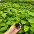 (4 Pack) 'Giant Granadilla' Passion Fruit Vines Live Starter Plants for Planting, Ideal for Creating Lush Garden
