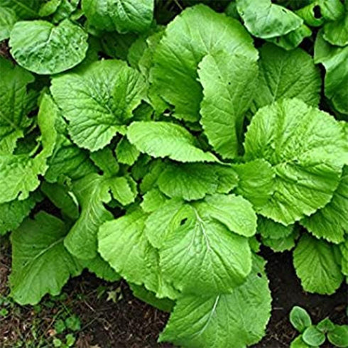 4000+ Florida Broadleaf Mustard Seeds for Planting Vegetable Seeds for Green Leaf Non-GMO Heirloom Garden Seed Small